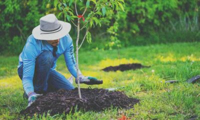 tree-planting